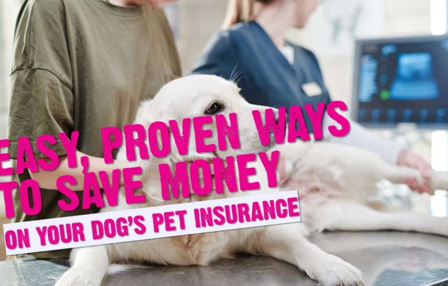 Are Pet Insurance Years  : Best Ways to Save