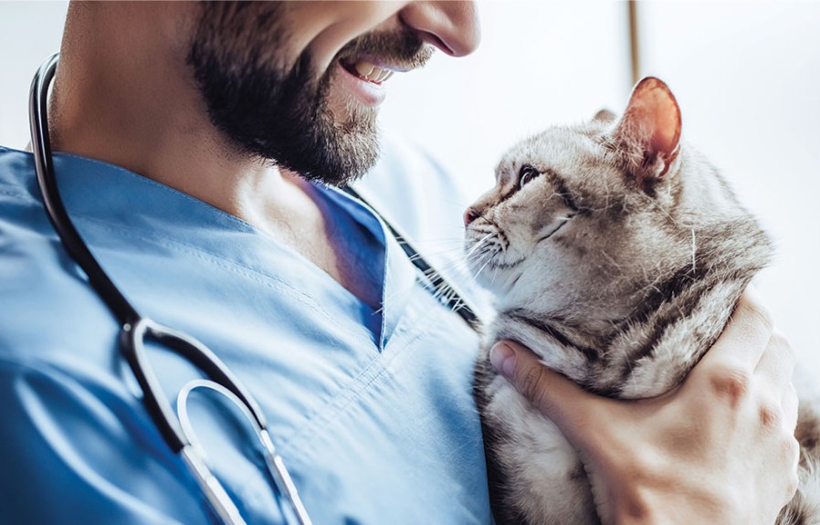 Can Pet Insurance Cover Vet Bills  : Everything You Need to Know