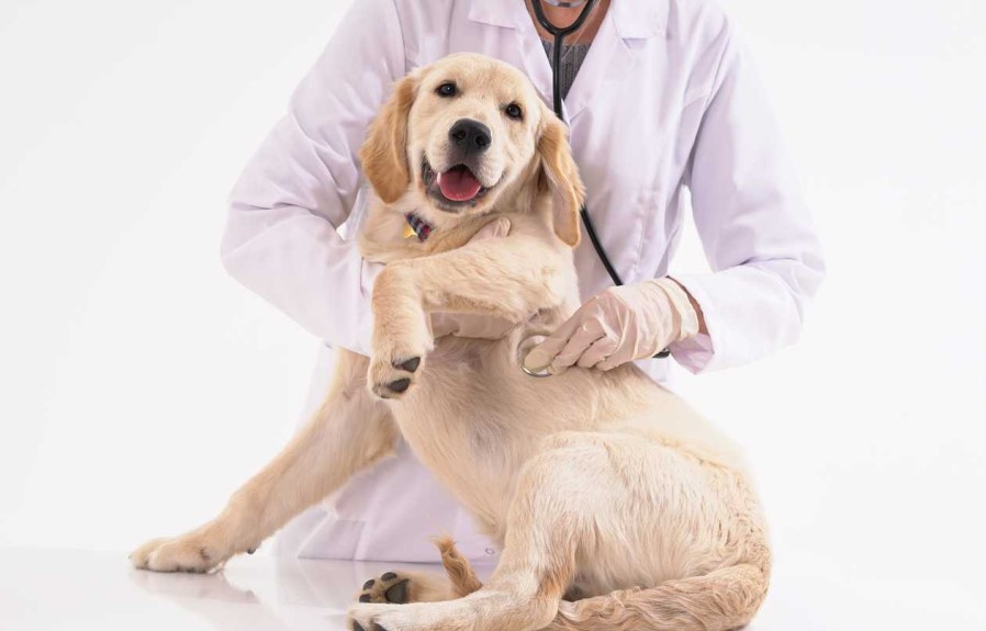 Does Pet Insurance Cover Dental: The Ultimate Guide