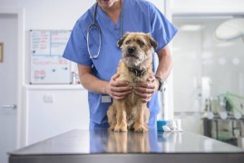 Does Pet Insurance Work at Any Vet  : All You Need to Know