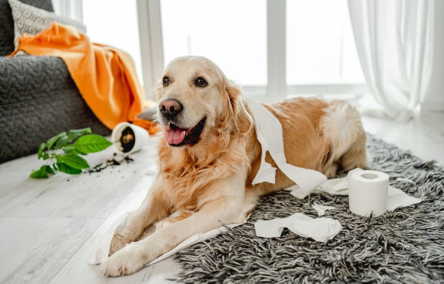 Does Renters Insurance Cover Pet Damage to Carpet  : Protect Your Floors with the Right Coverage