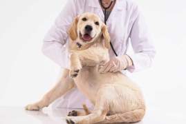 What Does Pet Insurance Usually Cover? A Comprehensive Guide