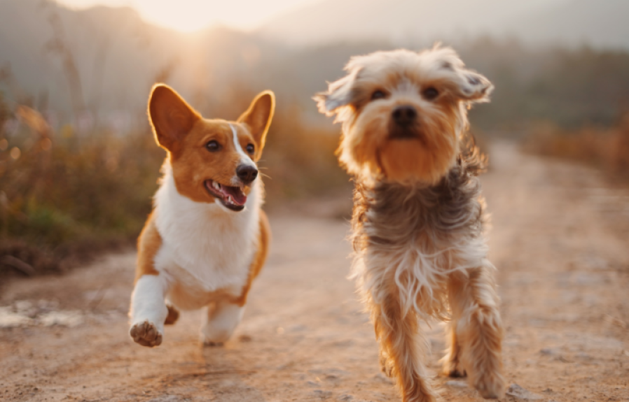 What is Pet Life Insurance  : Securing Your Furry Friends