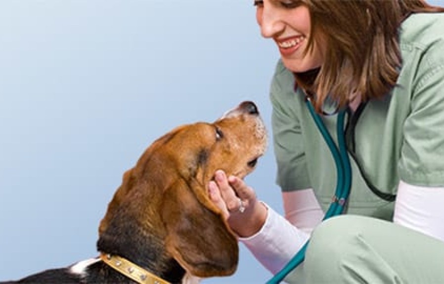 What Pet Insurance Covers Routine Care