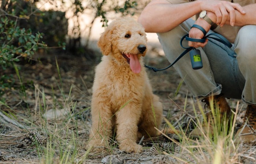 Where Should I Get Pet Insurance from : Top Tips for Finding the Best Coverage