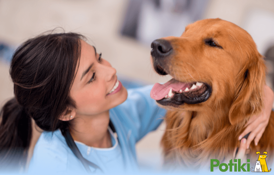 Which Pet Insurance Covers Desexing: The Ultimate Guide