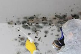 When Does Homeowners Insurance Protect Against Mold?