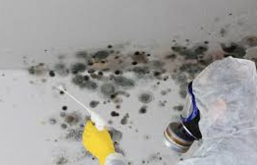 When Does Homeowners Insurance Protect Against Mold?